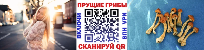 где можно купить наркотик  Белоозёрский  Галлюциногенные грибы прущие грибы 